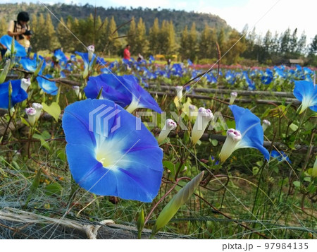 庭一面のアサガオ 97984135