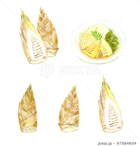 水彩で描いたタケノコと料理のセット　ベクター 97984604