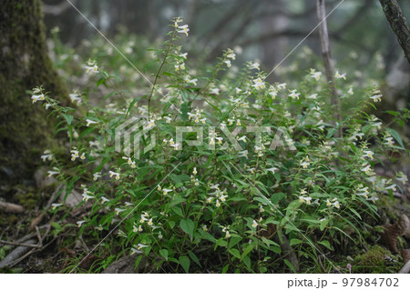 埼玉県_両神山の植物 97984702