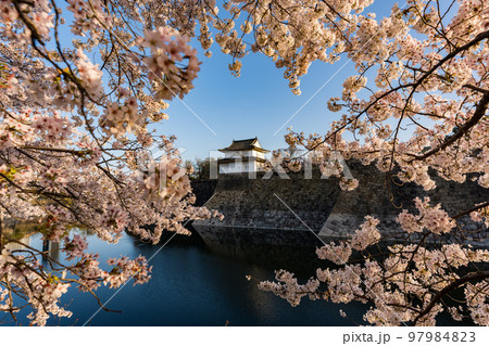 早朝の大阪城の桜 97984823