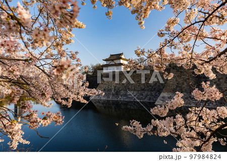 早朝の大阪城の桜 97984824