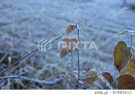 晩秋の上高地（中部山岳国立公園、特別名勝記念物） 97985012