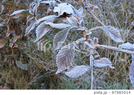 晩秋の上高地（中部山岳国立公園、特別名勝記念物） 97985014