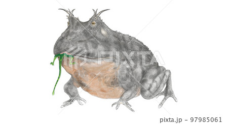 ベゼルブフォ・アンピンガ　古代の大ツノガエル　口に入るものは何でも食べる肉食のカエルの魔王 97985061