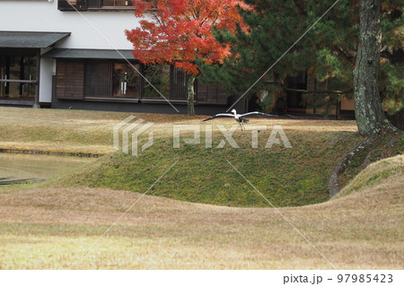 奈良市の旧大乗院庭園の紅葉とさぎ 97985423