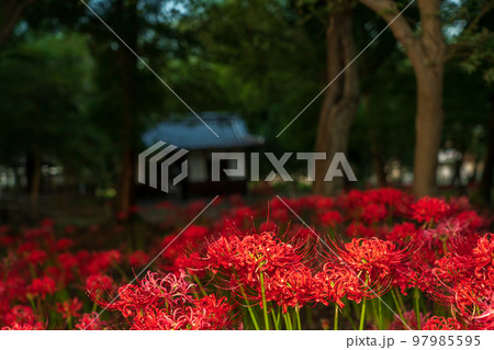 京都府八野市尻野尻の若宮八幡宮の彼岸花 97985595