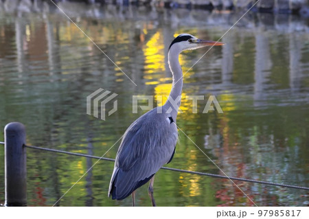 アオサギ 97985817