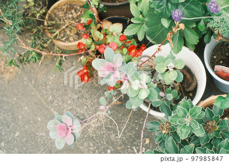庭で育てている園芸の植物 97985847