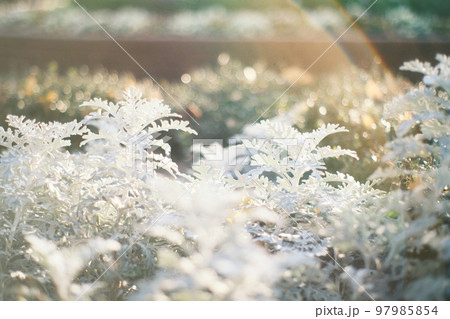 白い葉っぱの植物の幻想的な写真 97985854