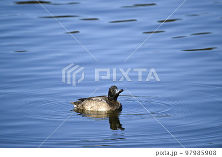 スズガモ スズガモ 97985908