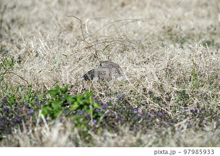 チョウゲンボウ 97985933