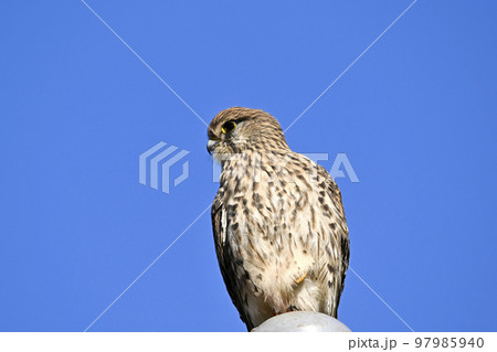 チョウゲンボウ 97985940