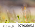 春の公園に生えるつくし 97986058