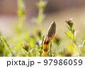 春の公園に生えるつくし 97986059