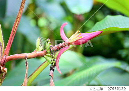 バナナの花 バナナの花 97986120