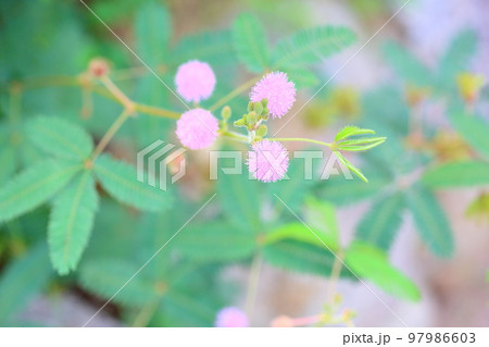 オジギソウの花 オジギソウの花 97986603