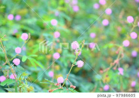 オジギソウの花 オジギソウの花 97986605