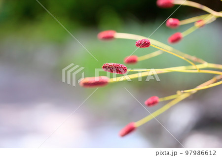 ワレモコウの花 97986612