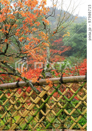 京都　光悦寺の紅葉 97986715