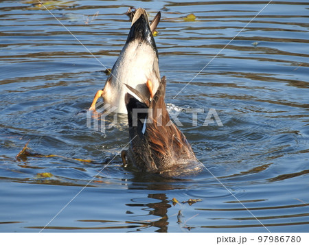 マガモの逆立ち採餌 マガモの逆立ち採餌 97986780