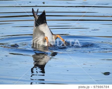 マガモの逆立ち採餌 97986784