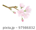 桜のイラスト 97986832