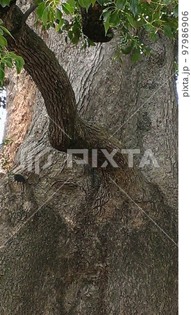 大木三 大木三 97986906