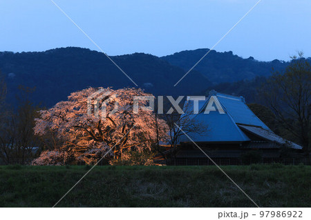 宝殊寺のヒメシダレザクラ 97986922