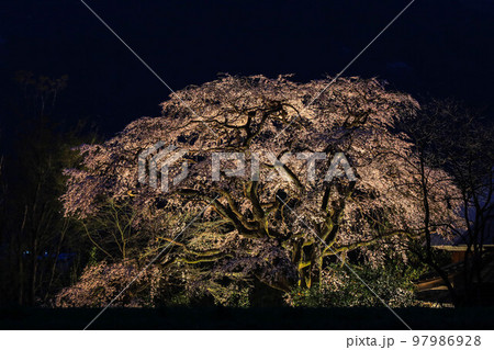 宝殊寺のヒメシダレザクラ 97986928