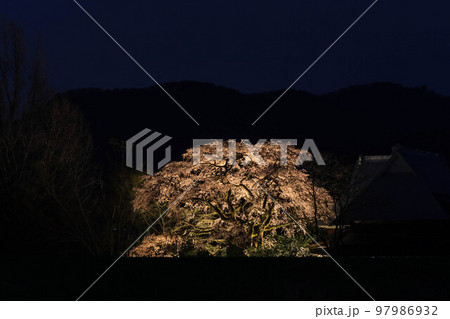 宝殊寺のヒメシダレザクラ 97986932
