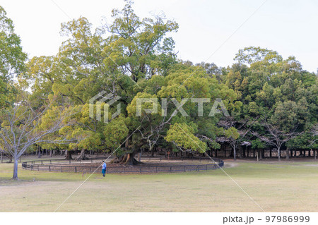 奈良公園の大きな木「日本・奈良」 奈良公園の大きな木「日本・奈良」 97986999