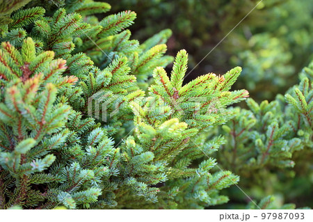トウヒの葉 97987093