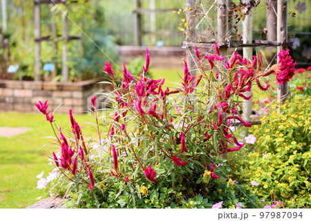 ケイトウの花 97987094