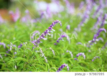 アメジストセージの花 97987095