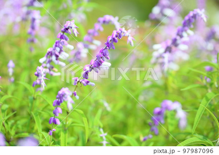 アメジストセージの花 97987096