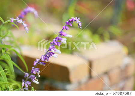 アメジストセージの花 アメジストセージの花 97987097