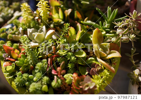 多肉植物のベランダ栽培 多肉植物のベランダ栽培 97987121