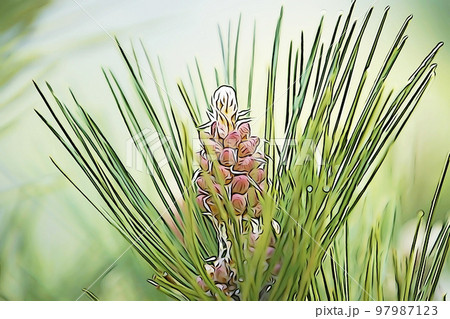 パステル調　”「不老長寿」松の花”　イラストイメージ 97987123