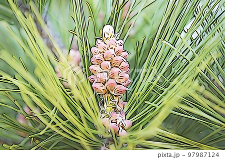 パステル調　”「不老長寿」松の花”　イラストイメージ 97987124