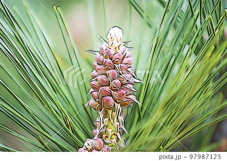 パステル調　”「不老長寿」松の花”　イラストイメージ 97987125