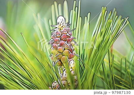 パステル調　”「不老長寿」松の花”　イラストイメージ 97987130