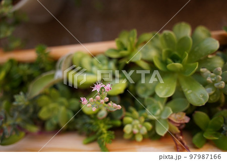 多肉植物のベランダ栽培 97987166