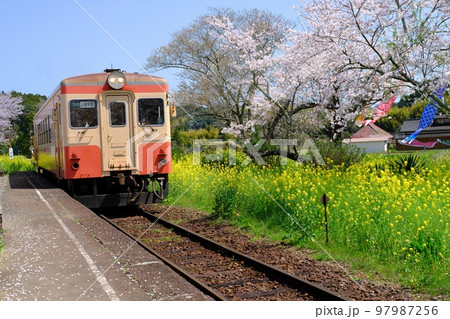 春の千葉いすみ鉄道 菜の花と桜の総元駅に入線するローカル列車(キハ20型) 春の千葉いすみ鉄道 菜の花と桜の総元駅に入線するローカル列車(キハ20型) 97987256