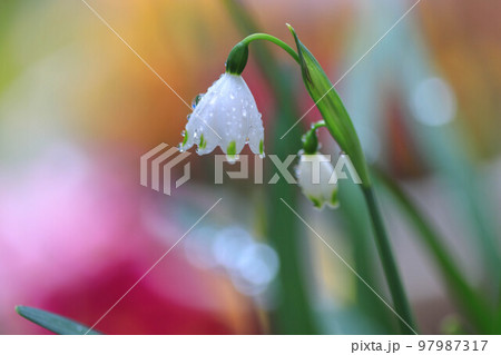 スノーフレーク 97987317