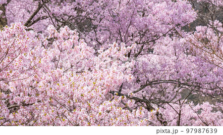 高遠城址公園の桜 高遠城址公園の桜 97987639