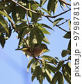 小鳥 97987815