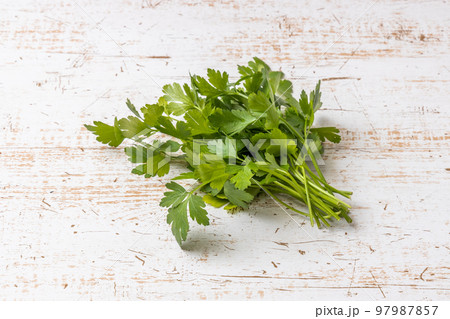 生のパクチー(コリアンダーの葉) Spice leaf of the coriander 97987857