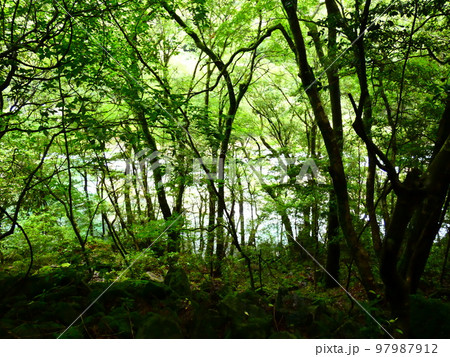 森林浴 森林浴 97987912