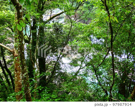 森林浴 森林浴 97987914