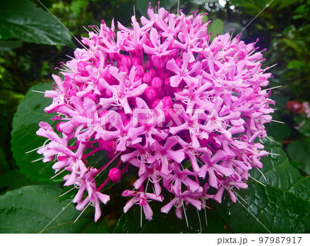 ピンクの花 97987917